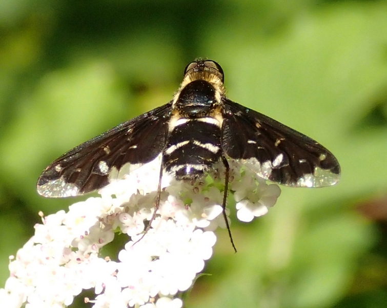 Bombyliidae da Id.